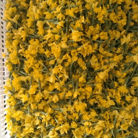 寿光市小黄瓜花