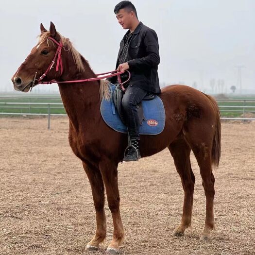 郓城县销售品种高马，矮马，半血马，纯血马，旅游景点骑成马