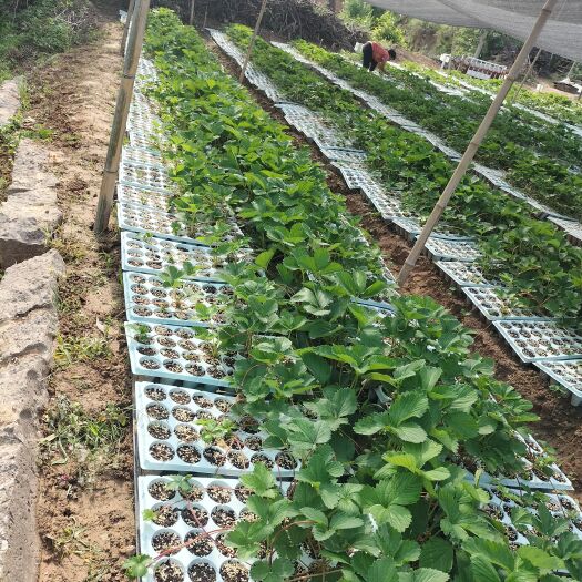 灵宝市草莓苗