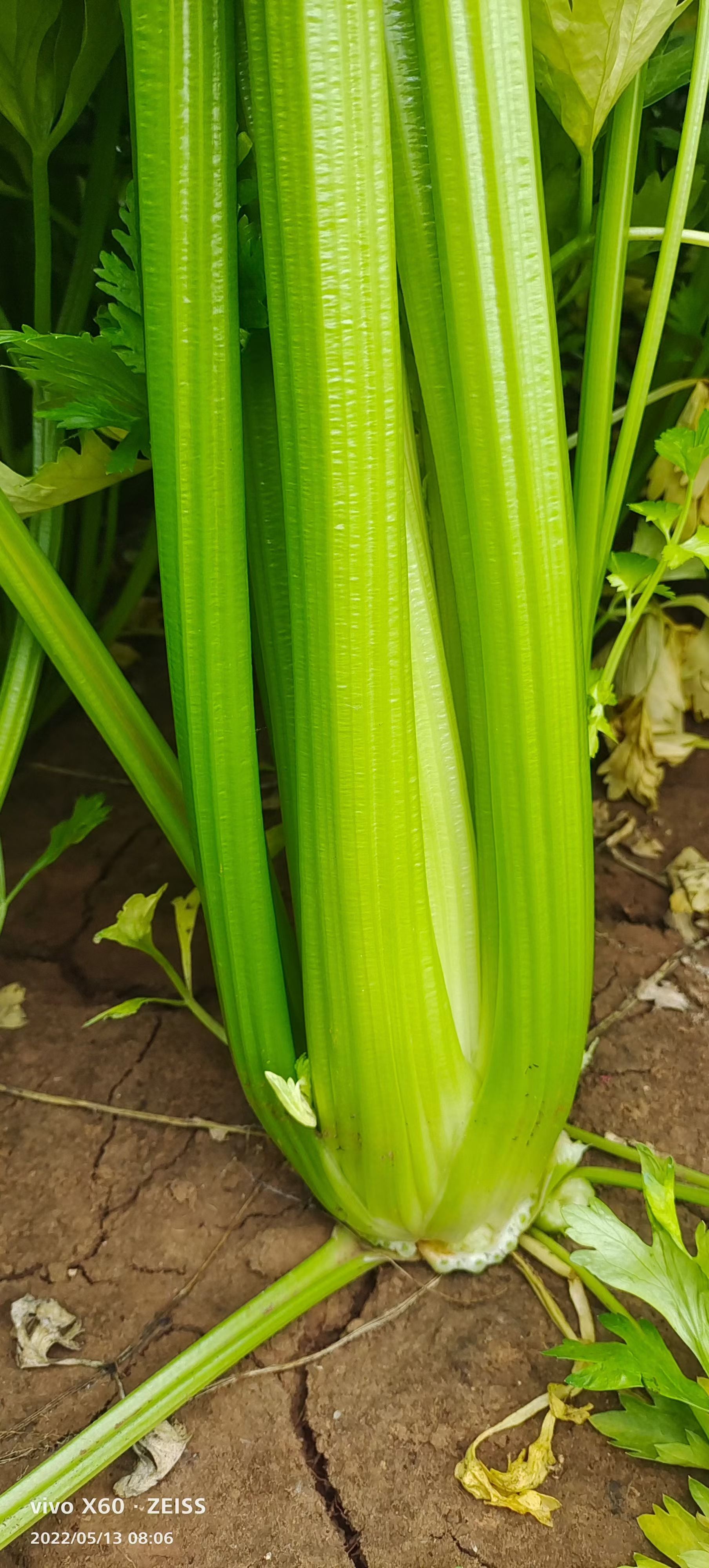 穴盘芹菜苗法国皇后基质一级壮苗厂家直发