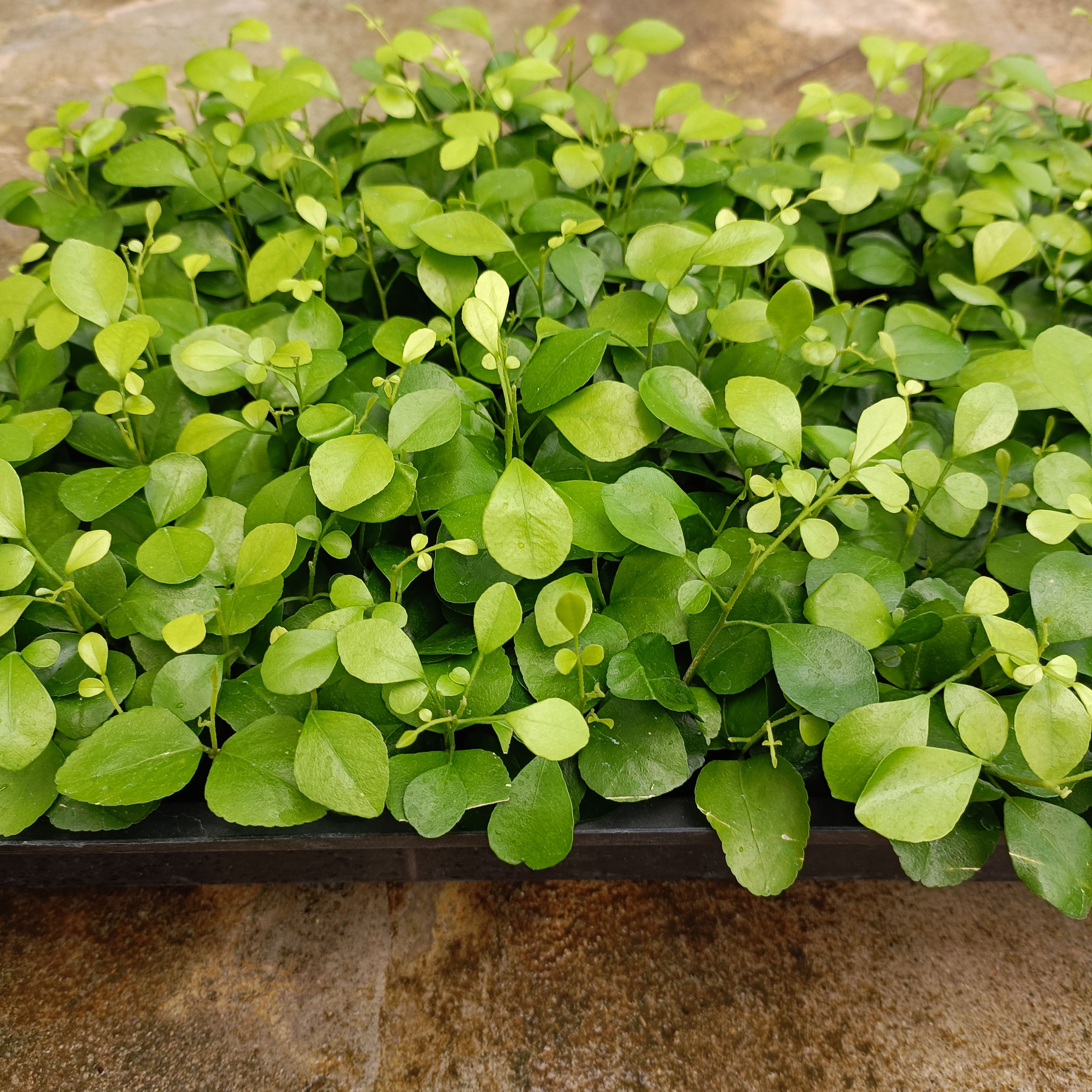 兰屿九里香  九里香苗 芳香绿植耐修剪盆栽地被可水培