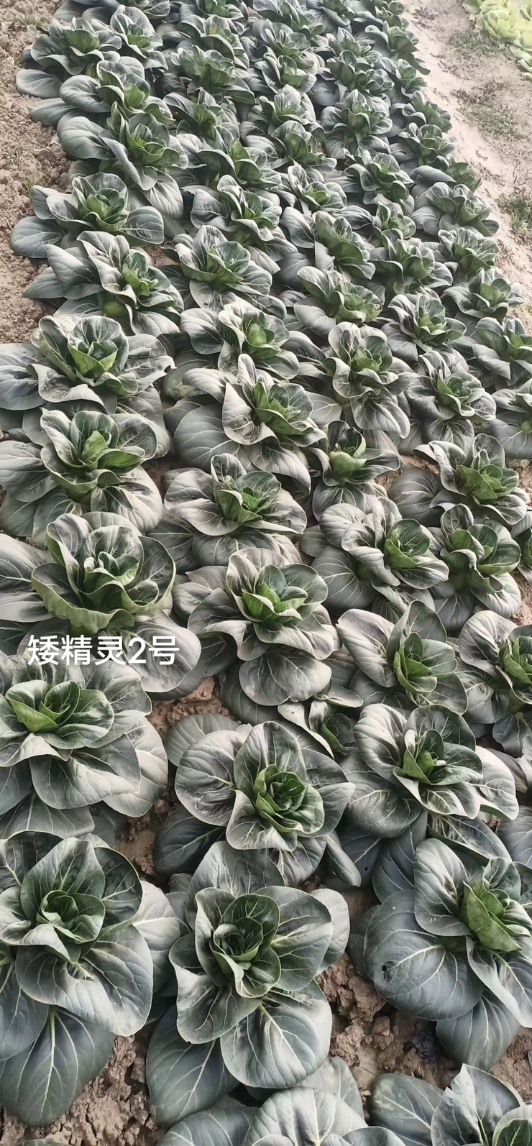 菜农推荐矮精灵2号苏州青种子矮脚油亮耐寒青菜油菜种子基地专用