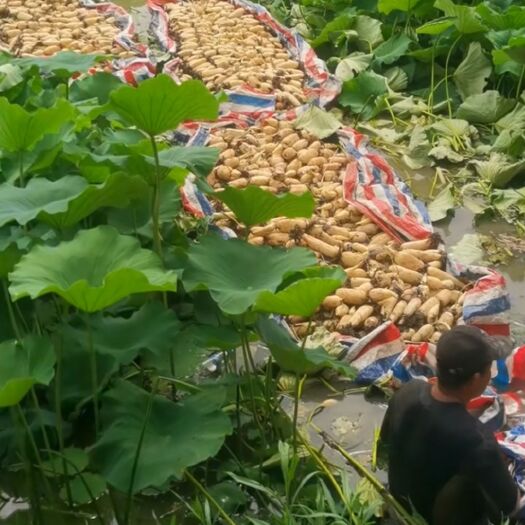 微山县莲藕大量上市