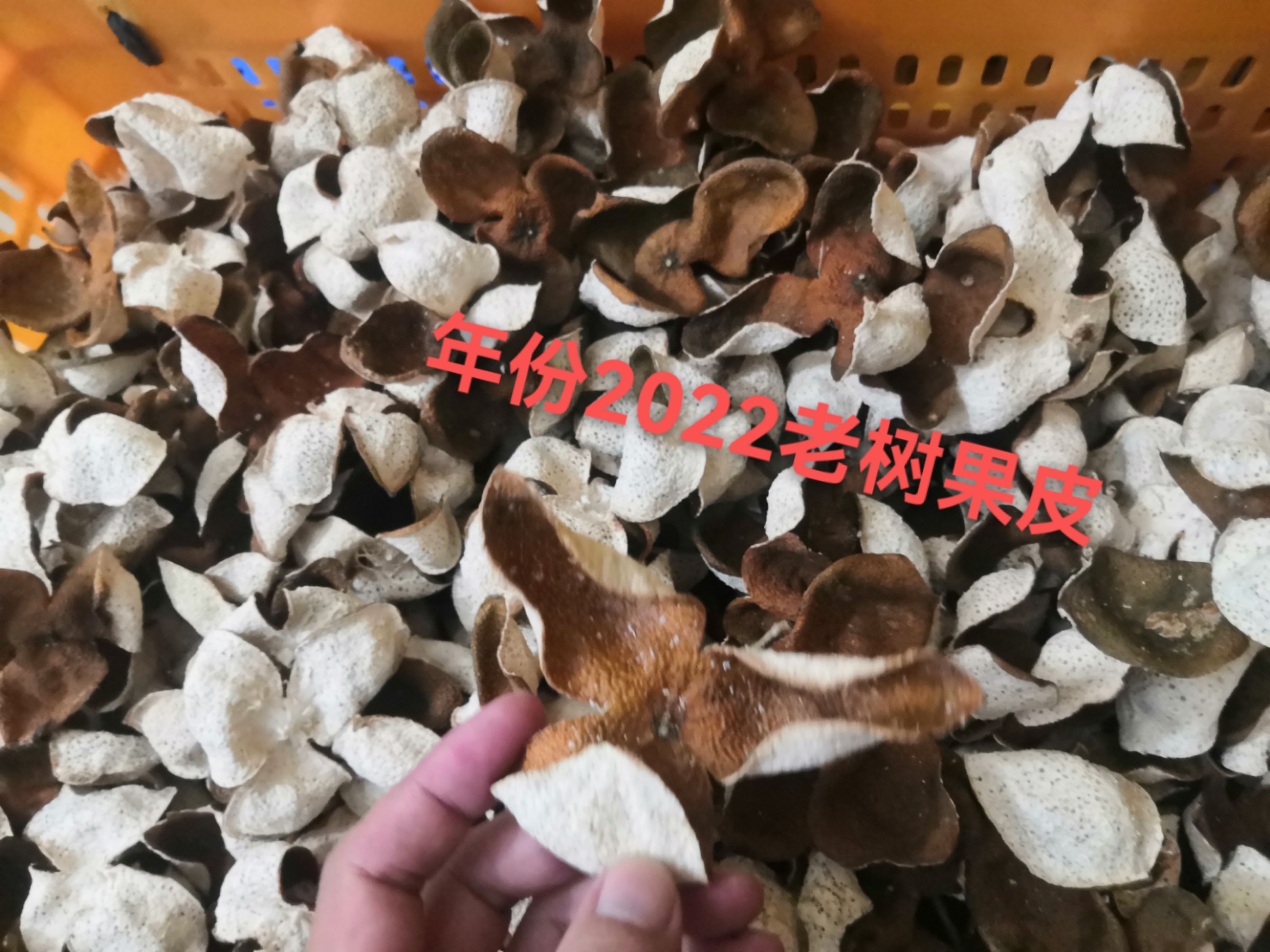 新会陈皮 柑下乘凉 用心去做！