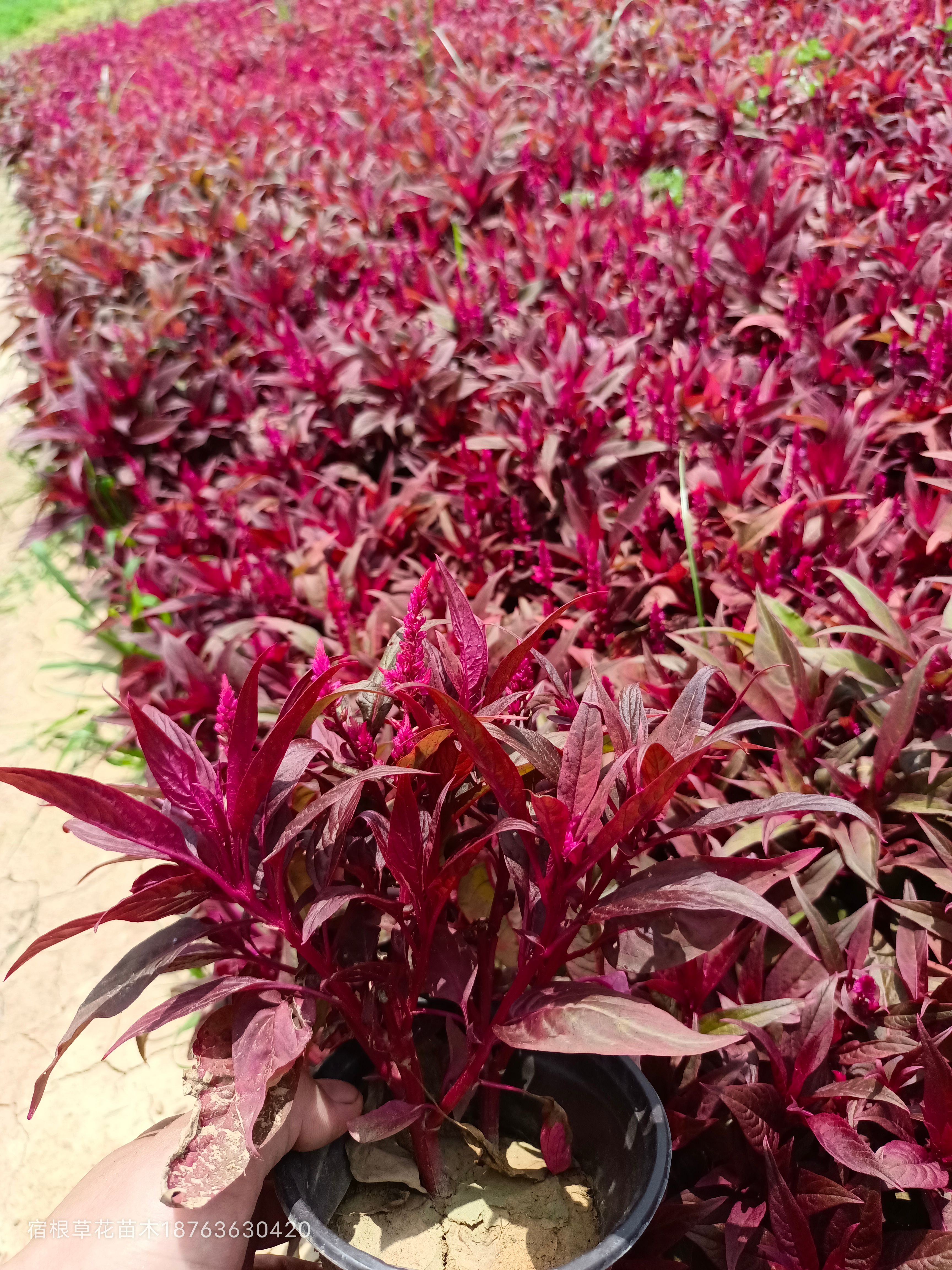 瑞士，赤壁一支笔