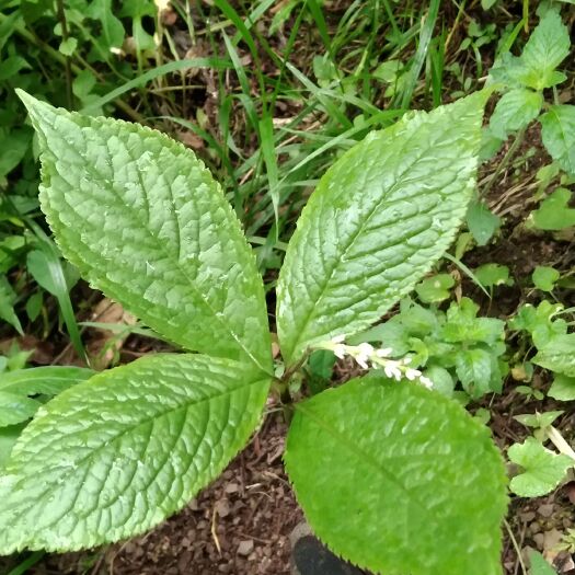 纳雍县四块瓦贵州山草及已四片瓦鲜根
，下单现挖48小时内发货