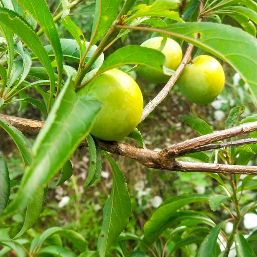 重庆市青脆李已成熟，味道甜