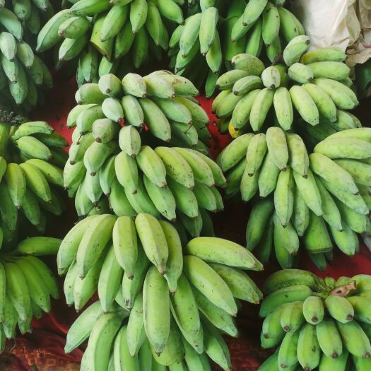澄迈县海南粉蕉，又称小米蕉。