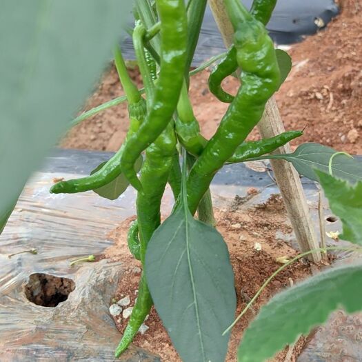 永顺县螺丝椒
