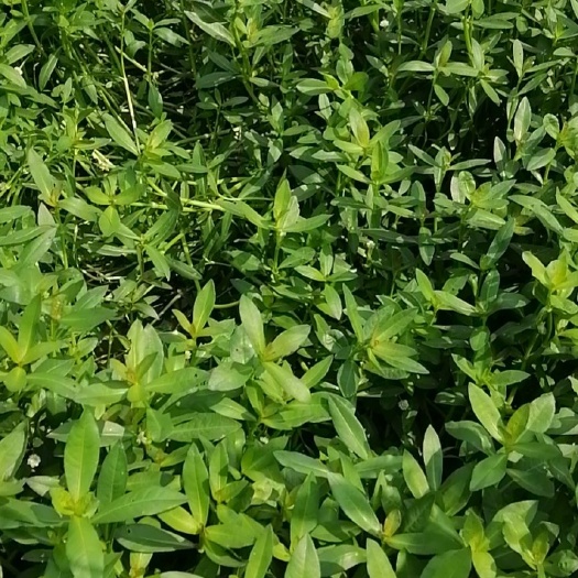 泗洪县空心莲子草