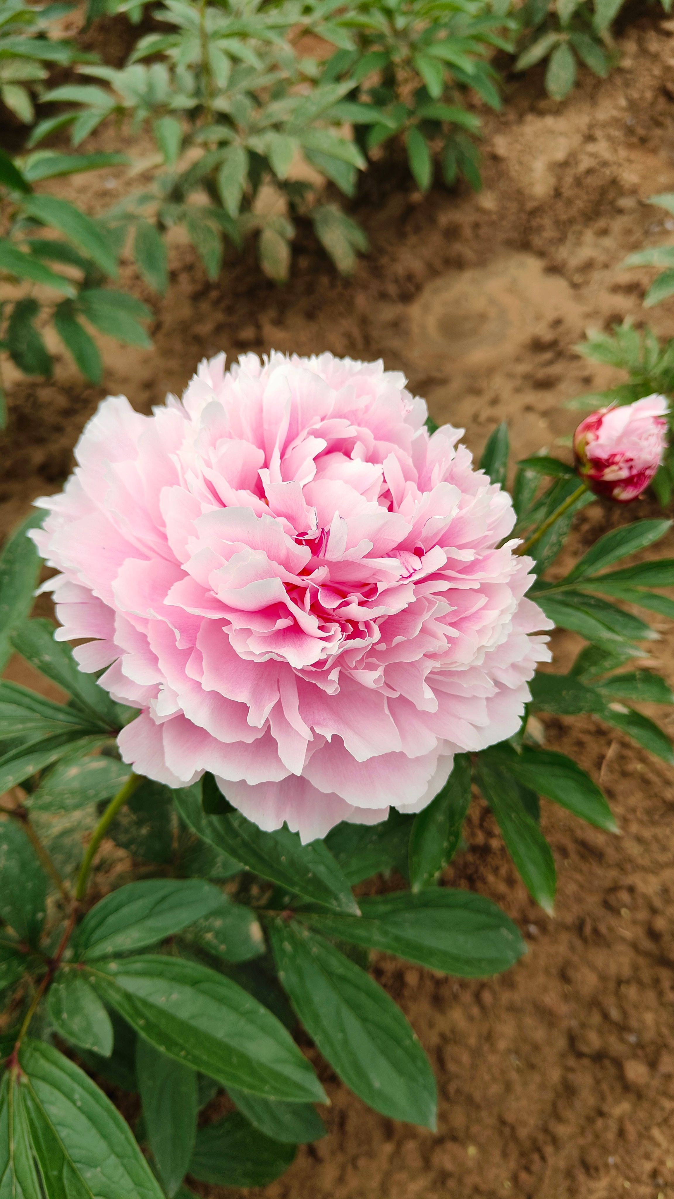 沙拉优选 鲜切花芍药种苗 菏泽基地