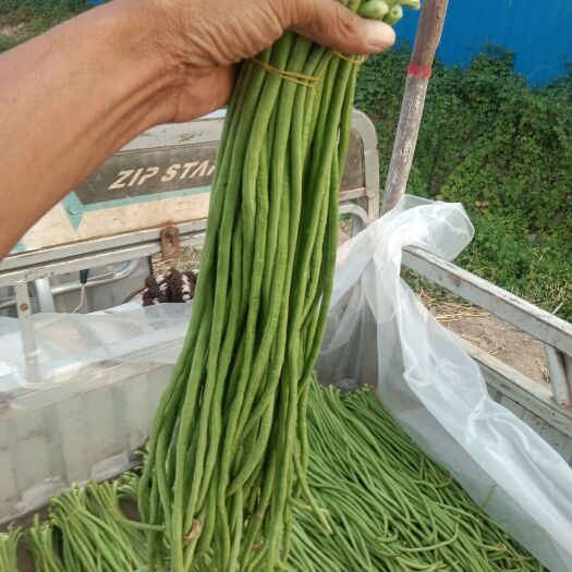 开封香脆可口，老少皆易，入口香甜开封精品长豆角