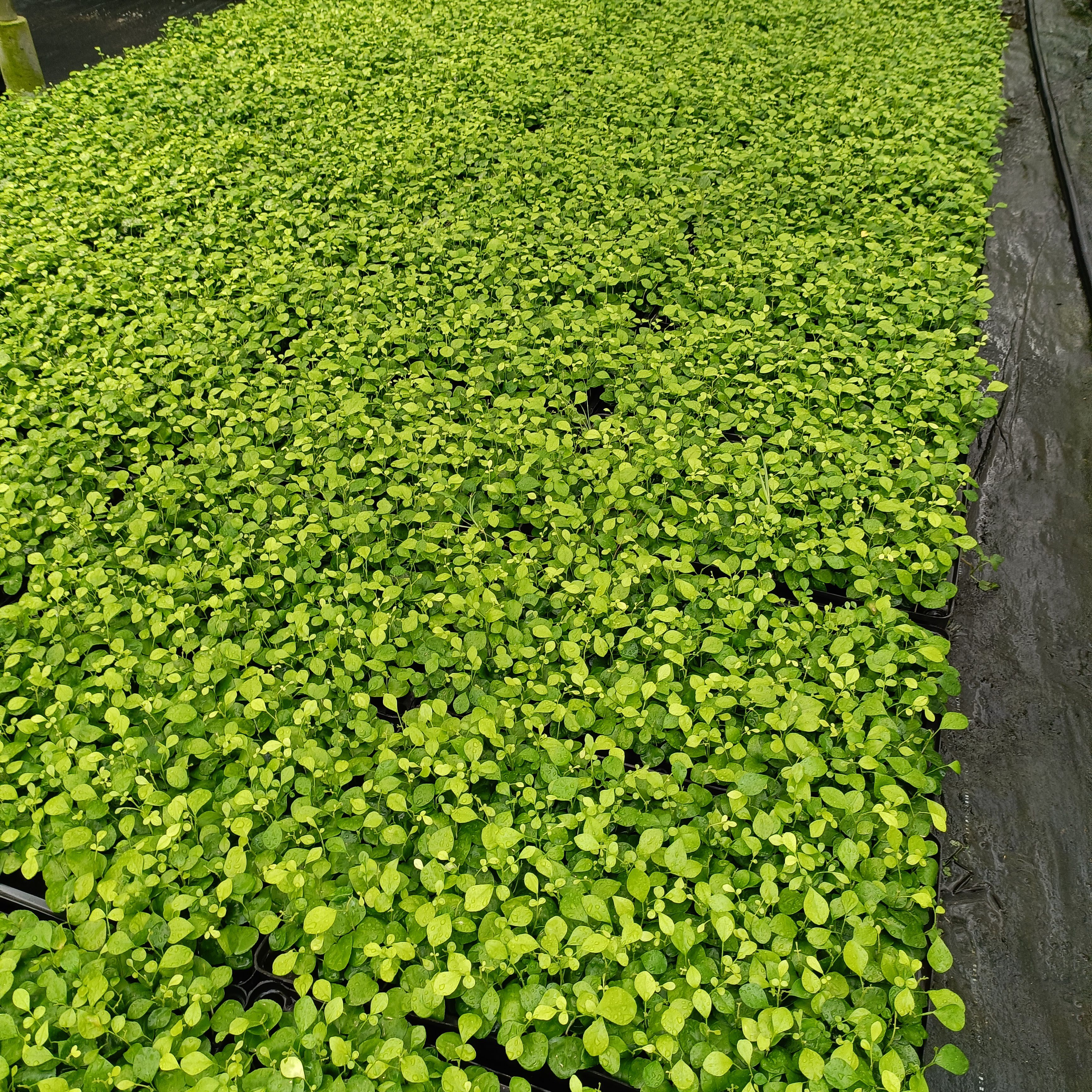 兰屿九里香  九里香苗 芳香绿植耐修剪盆栽地被可水培