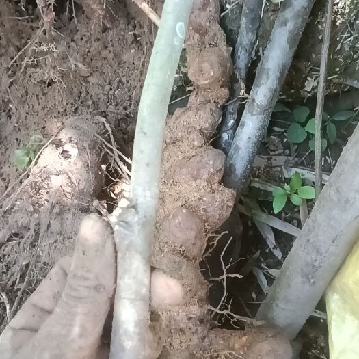 连南县白肉土茯苓