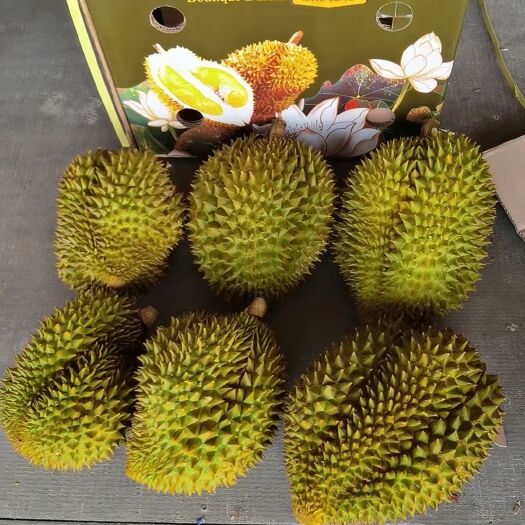 南宁金枕榴莲
