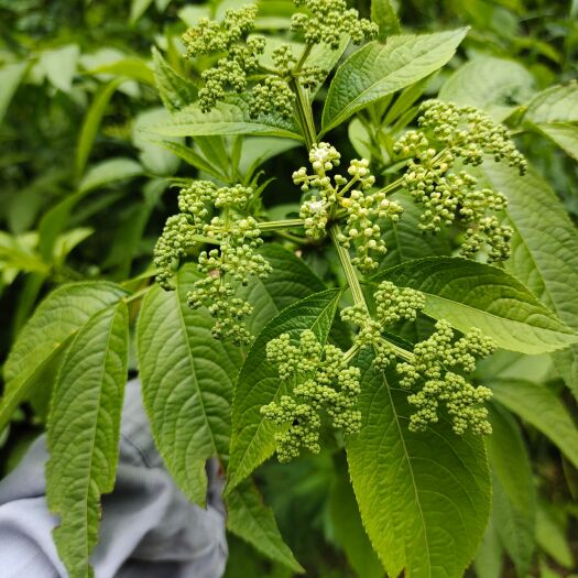 德保县接骨草 鲜
