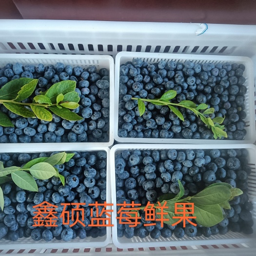 陆地新鲜蓝莓，供应：电商 超市 批发市场，