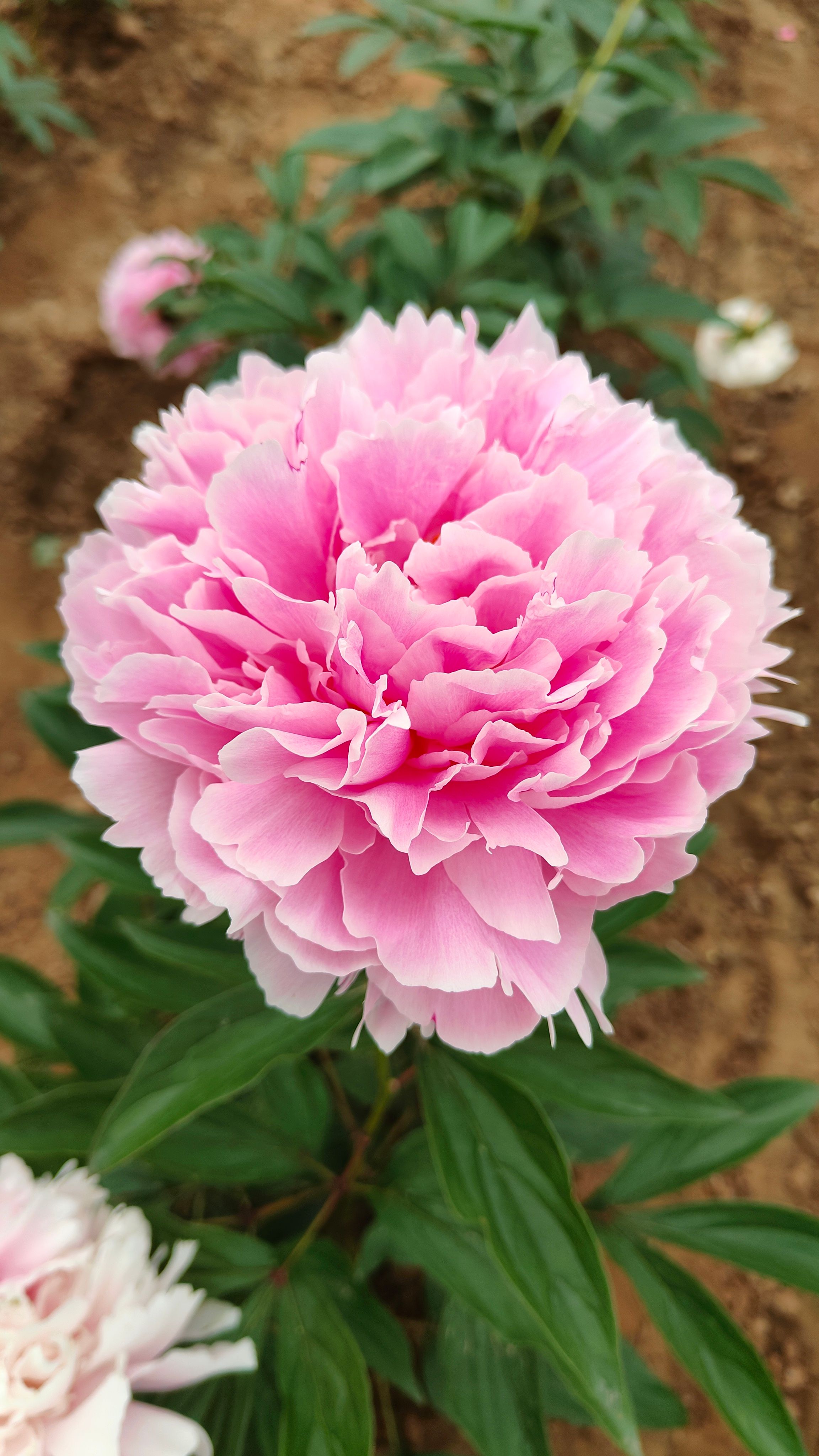 沙拉优选 鲜切花芍药种苗 菏泽基地