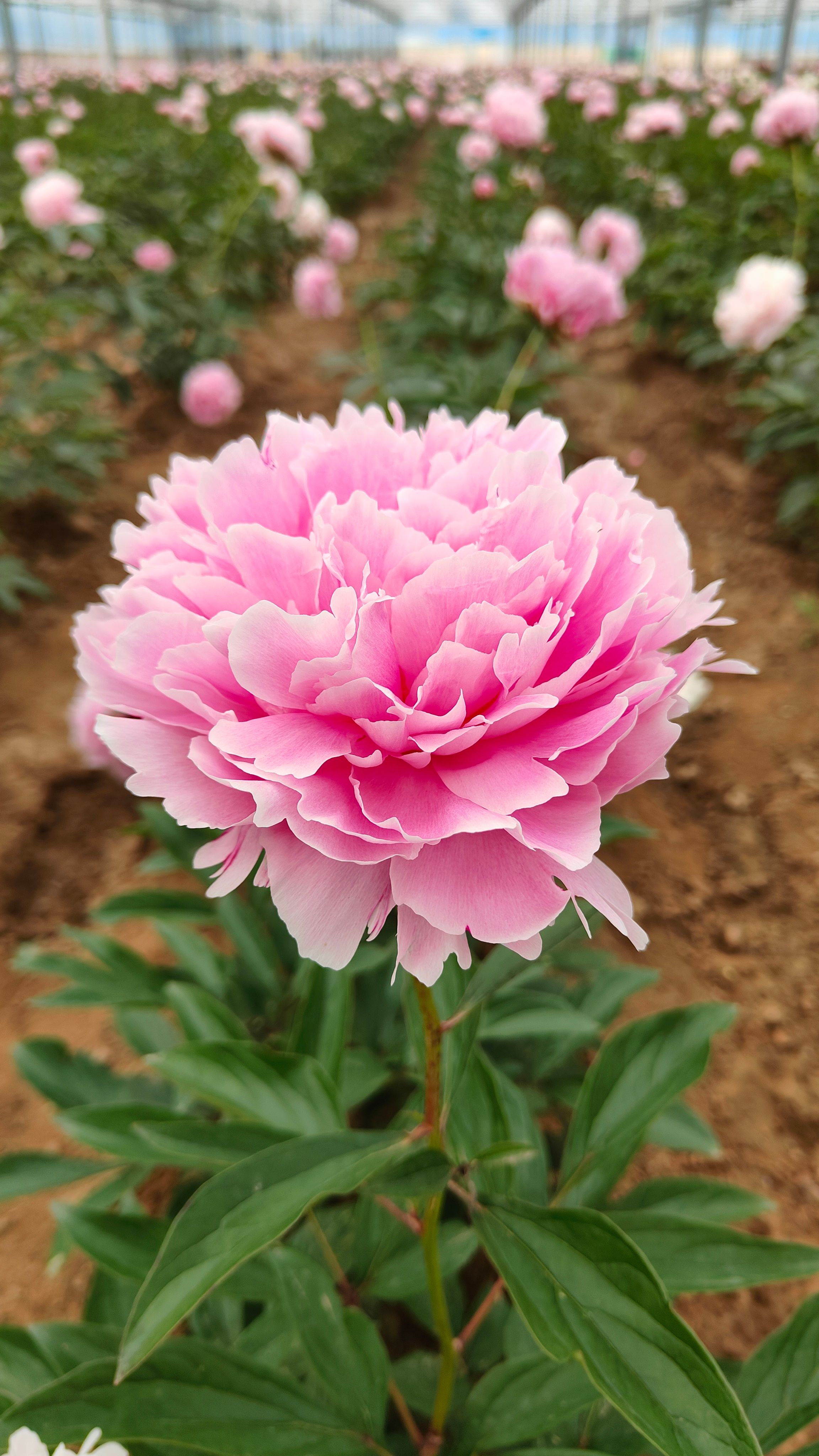 沙拉优选 鲜切花芍药种苗 菏泽基地