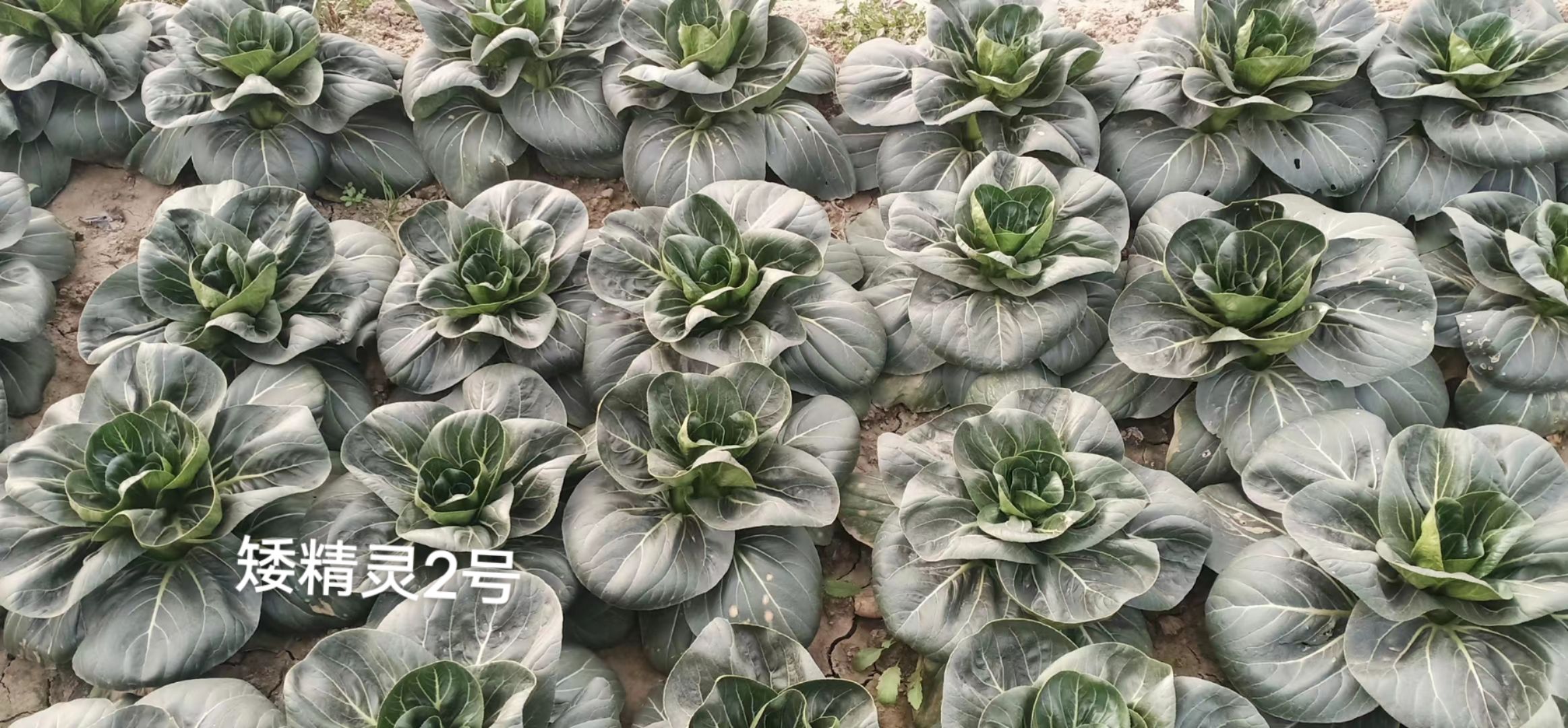 菜农推荐矮精灵2号苏州青种子矮脚油亮耐寒青菜油菜种子基地专用