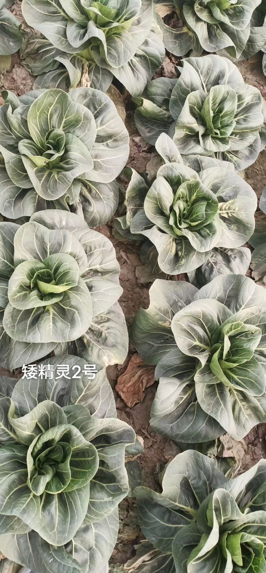 菜农推荐矮精灵2号苏州青种子矮脚油亮耐寒青菜油菜种子基地专用
