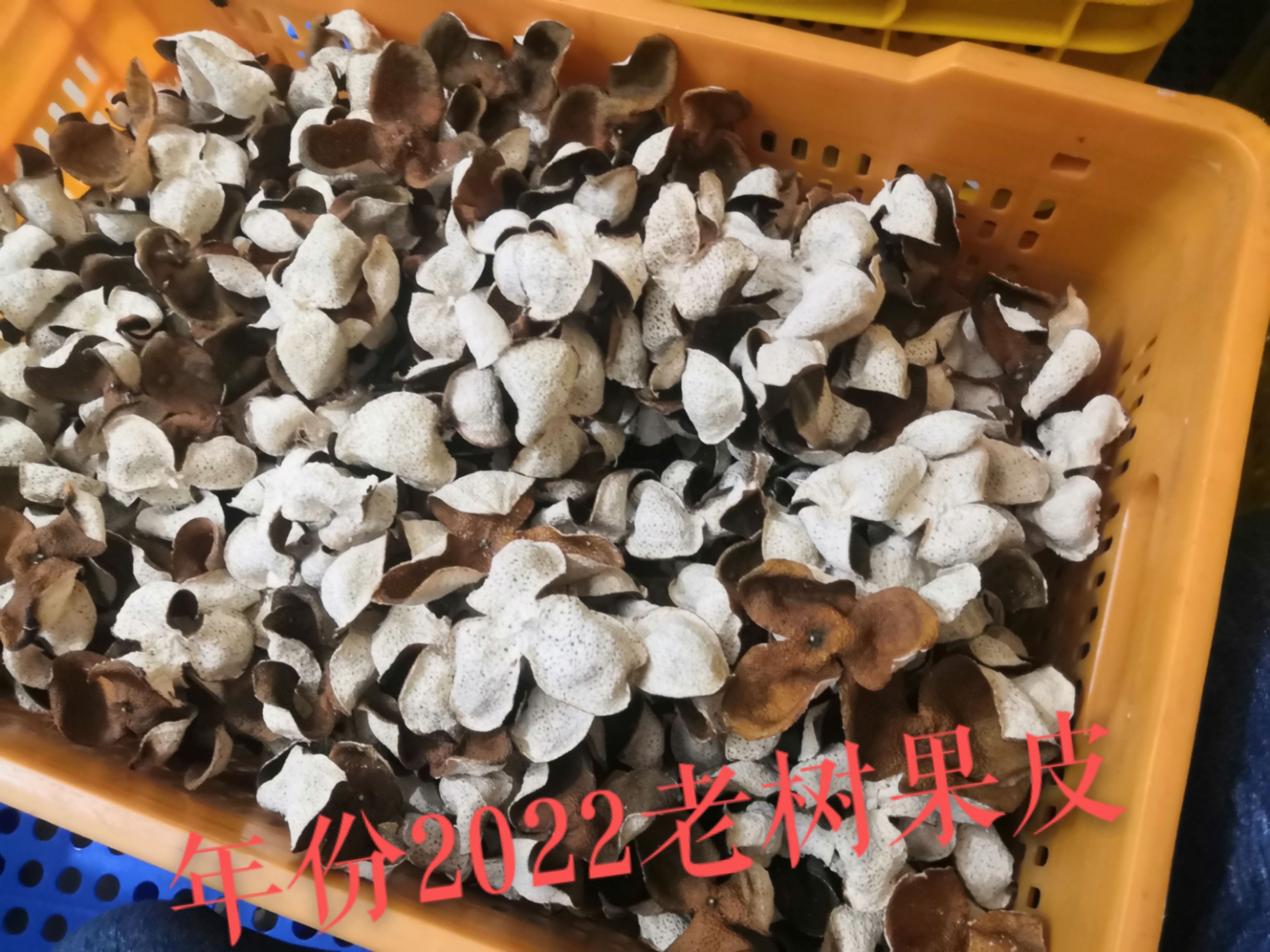 新会陈皮 柑下乘凉 用心去做！