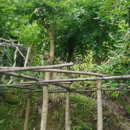 普宁市桃花心木8公分