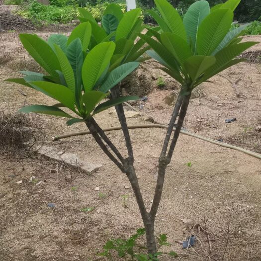 鸡蛋花，红花鸡蛋花，黄，白花各种规格，自家种植，现货供应