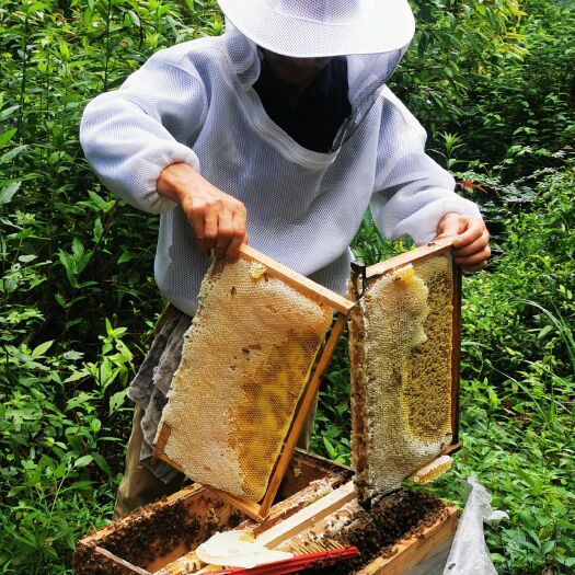 赣州蜂蜜和蜂种