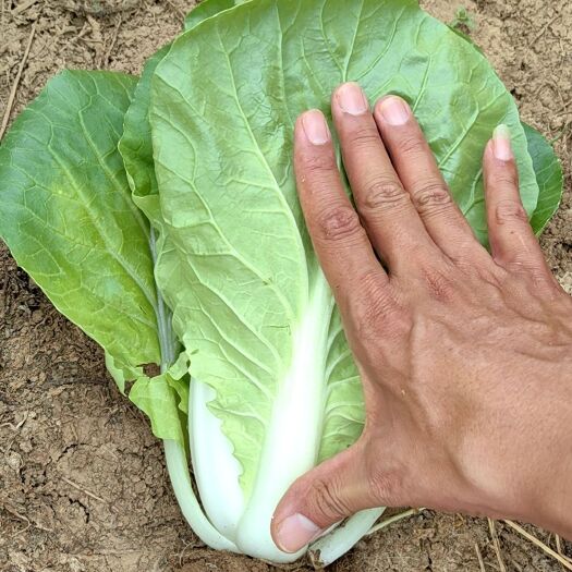 昆明快菜
