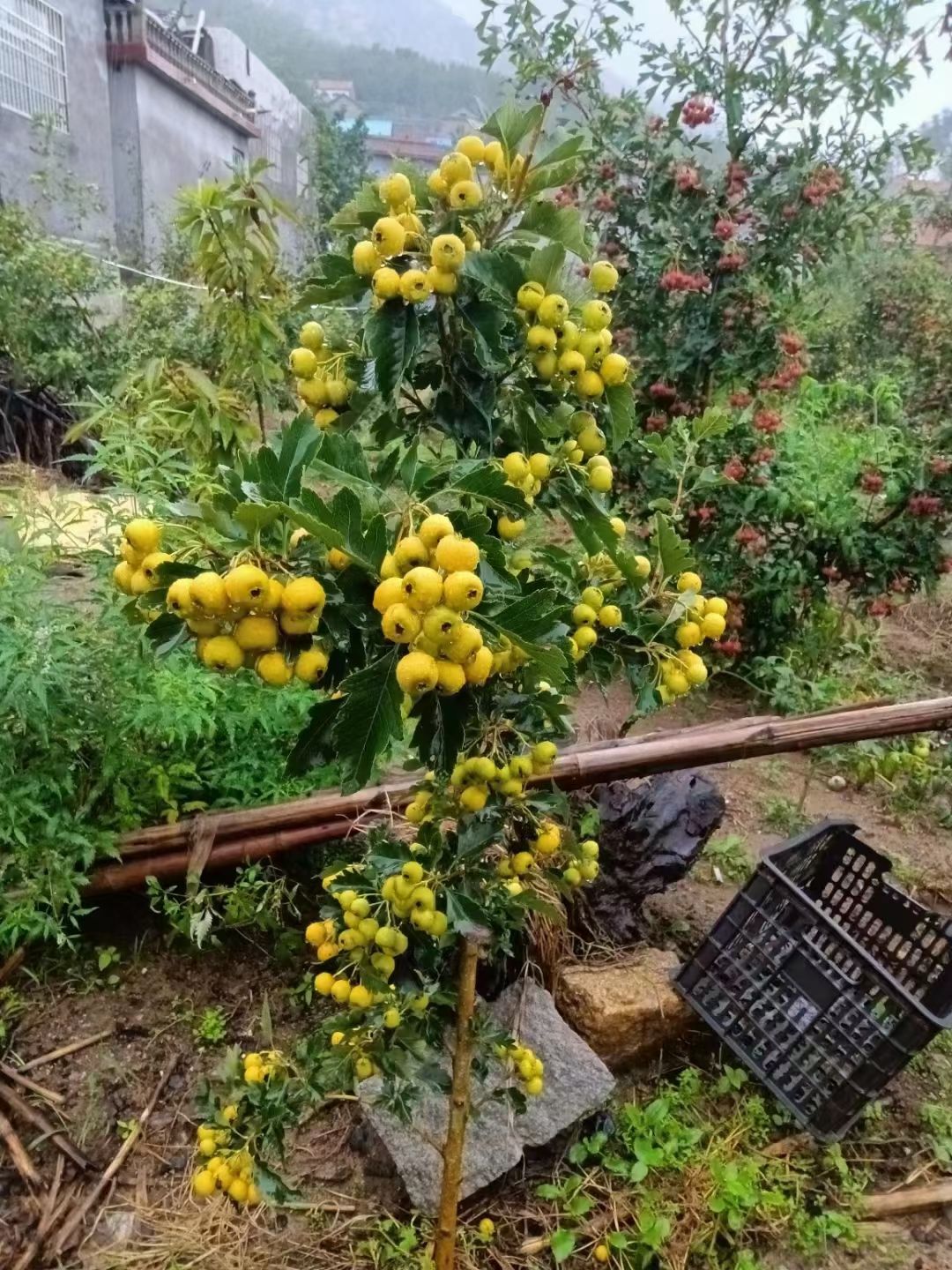 嫁接新品种山楂树苗黄果山楂苗盆栽地栽抗旱抗寒自花授粉苗黄金豆