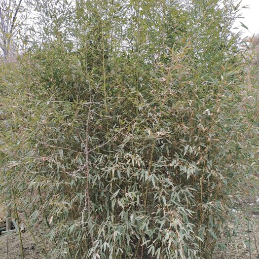 闻喜县芦竹