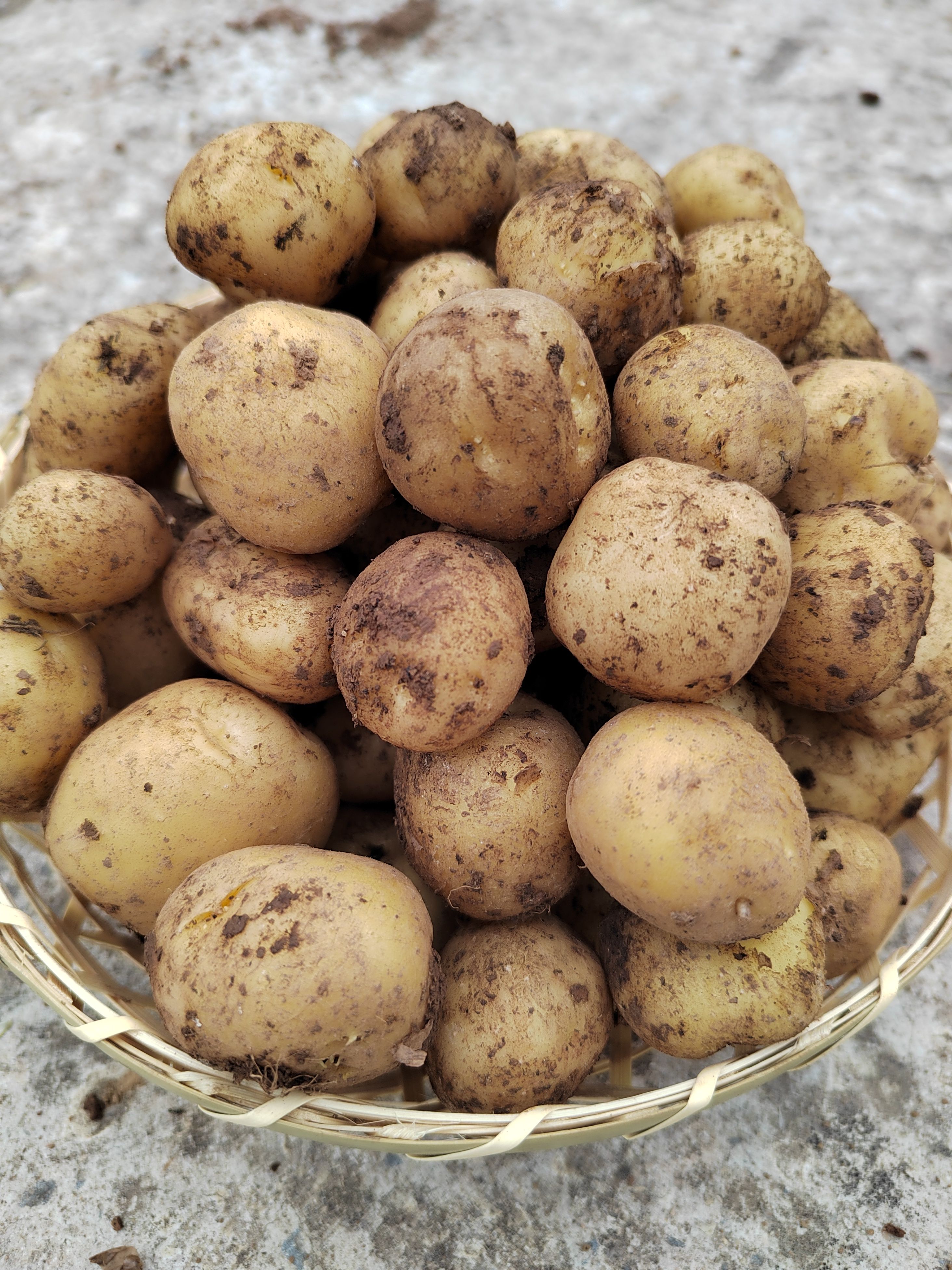 恩施富硒黄心小土豆