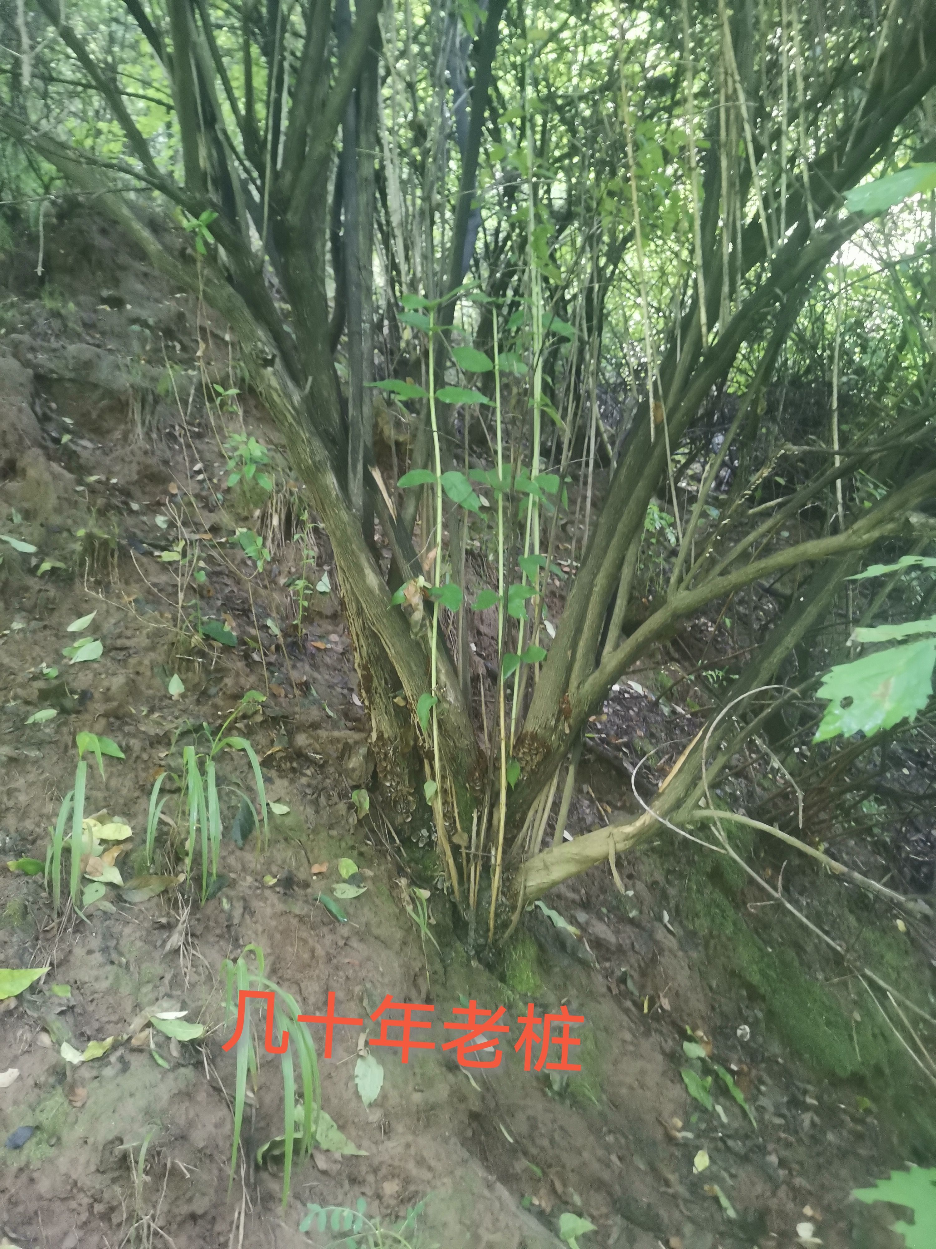 杈把果树苗羊奶奶苗爱心果苗相思果健身果树苗
