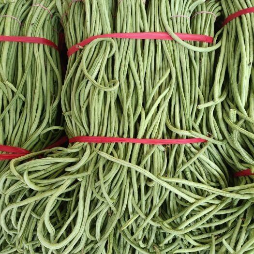 无极县长豆角大量现货供应