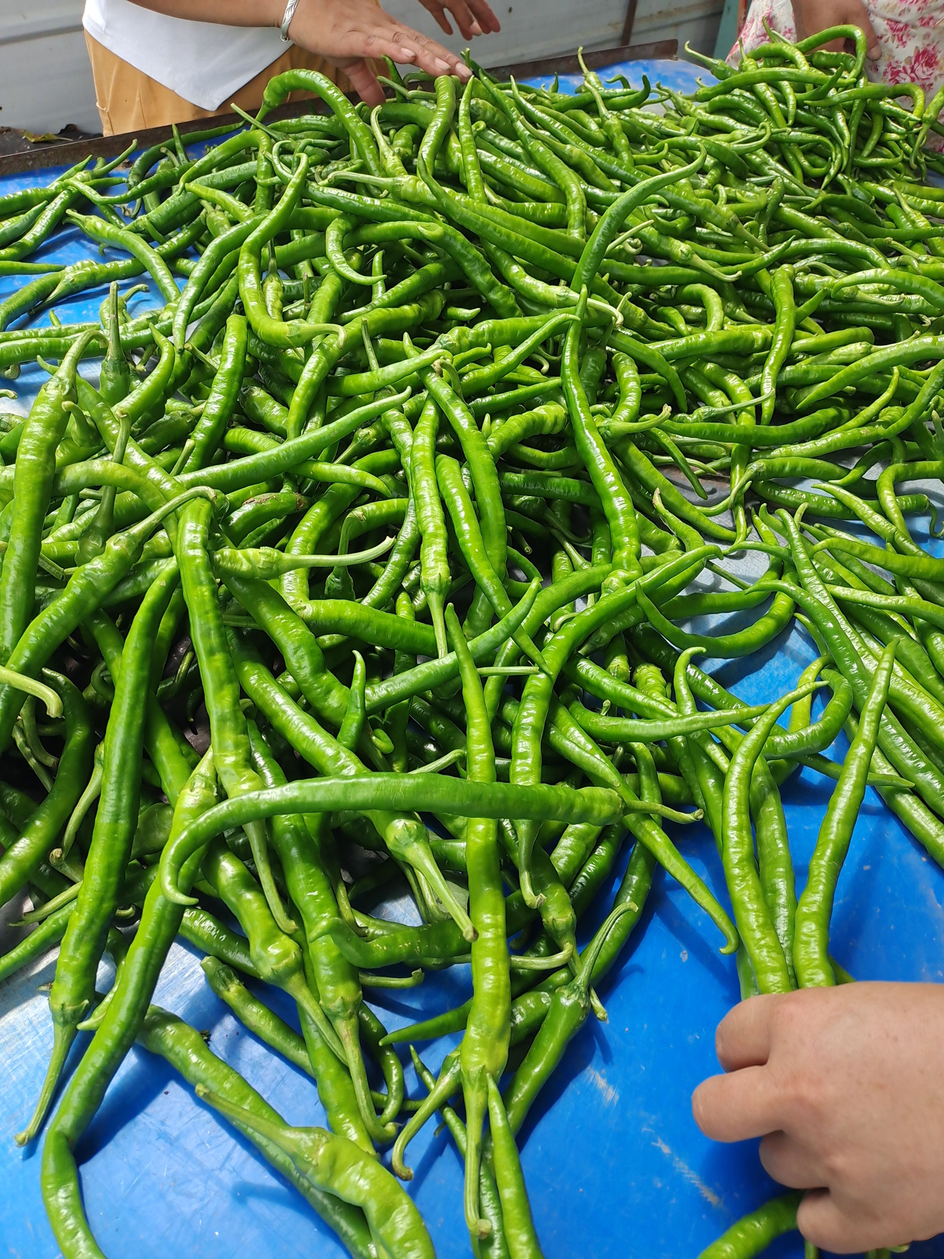 [线椒批发]线椒,青,中辣15-20厘米,商丘产地直销,万亩基地价格0.