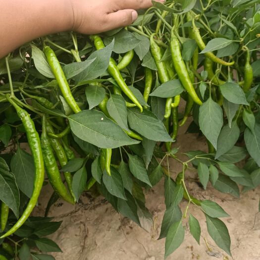 威县菜椒
