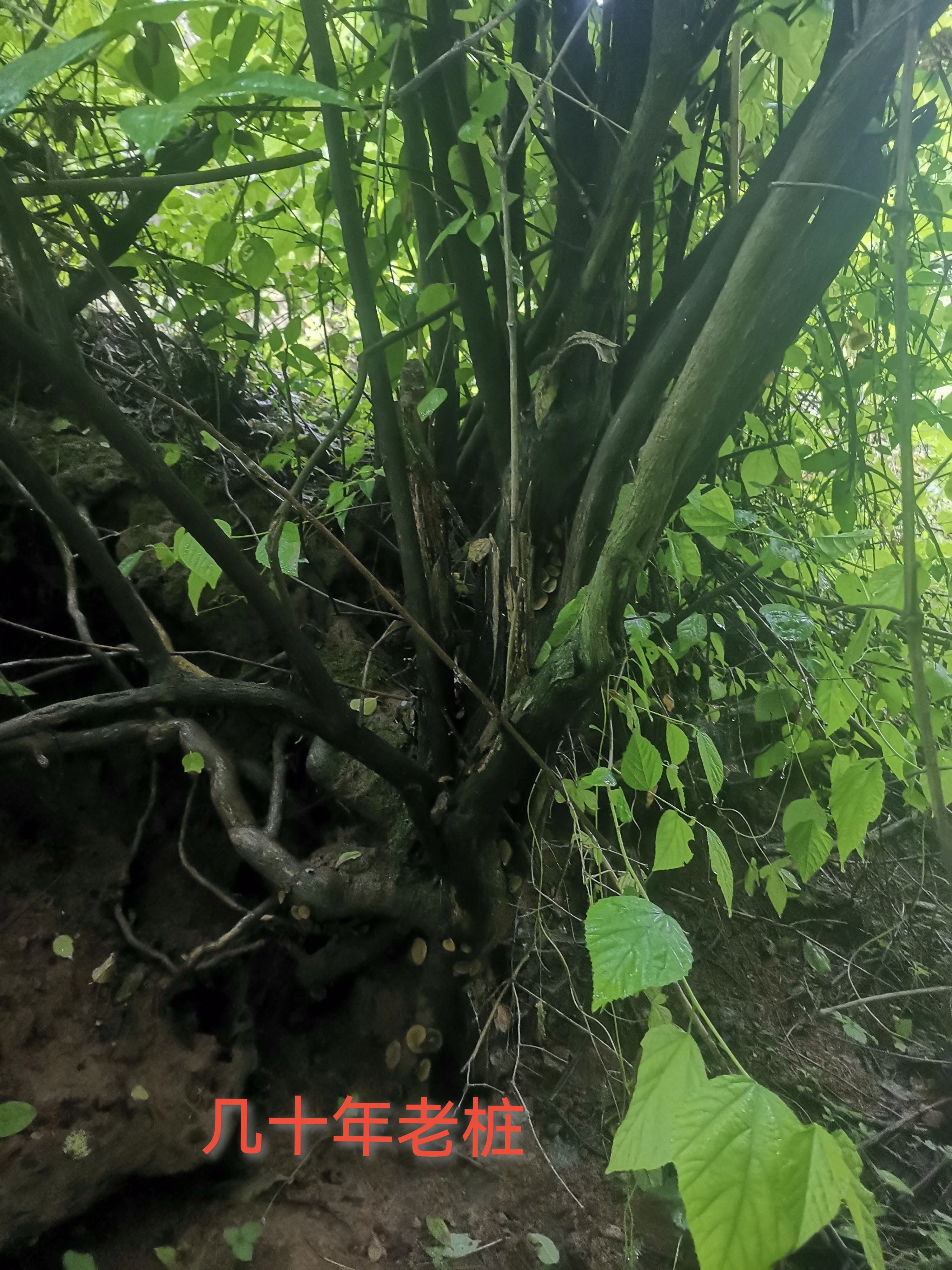 杈把果树苗羊奶奶苗爱心果苗相思果健身果树苗