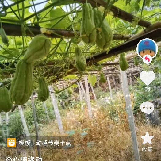 惠水县佛水瓜