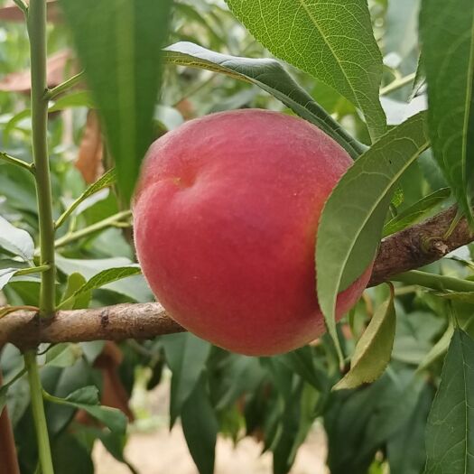 蒙阴县蒙阴蜜桃
