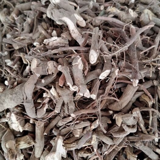 小罗伞朱砂根粉质小罗伞