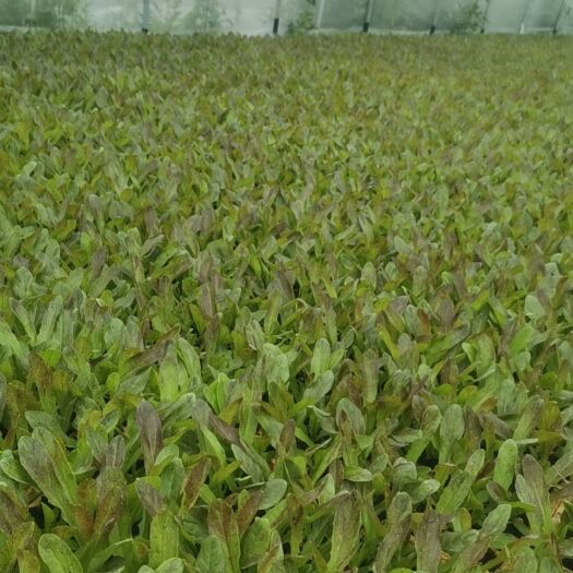 丽江紫叶莴笋苗