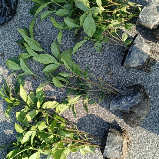 杭州栀子花苗盆栽 地栽阳光苗现货拍摄1.5元一棵4000棵起挖