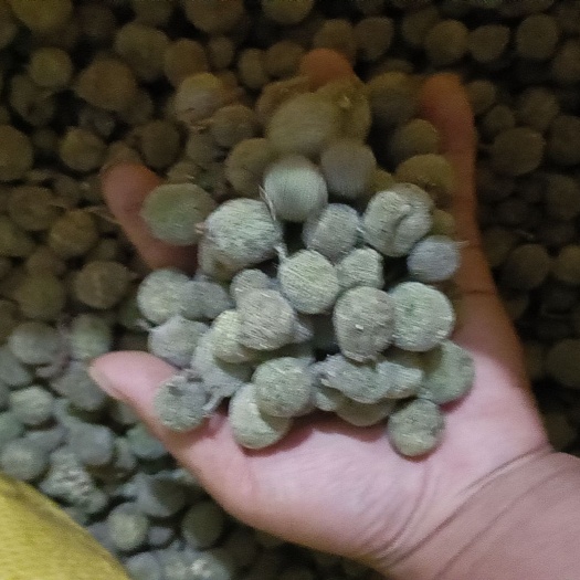 商城县构树果，楮实子，后期晒干货