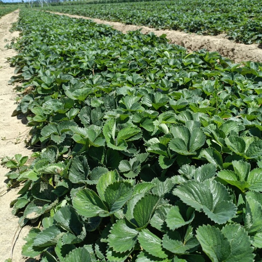 泰安奶油草莓苗价格，章姬草莓苗品种特点，建岳草莓苗基地直发