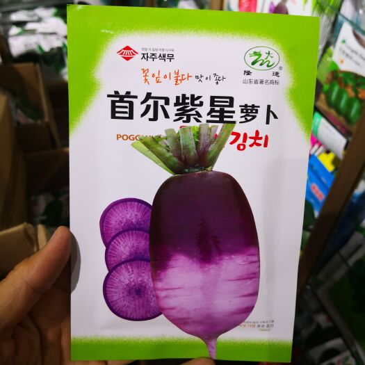 首尔紫星萝卜种子口感甜脆耐热耐寒 无辣味紫色萝卜四季种植