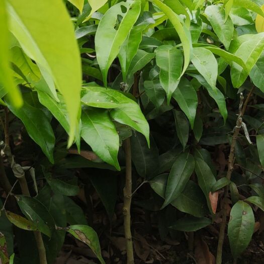 灵山县仙进奉荔枝嫁接果树苗