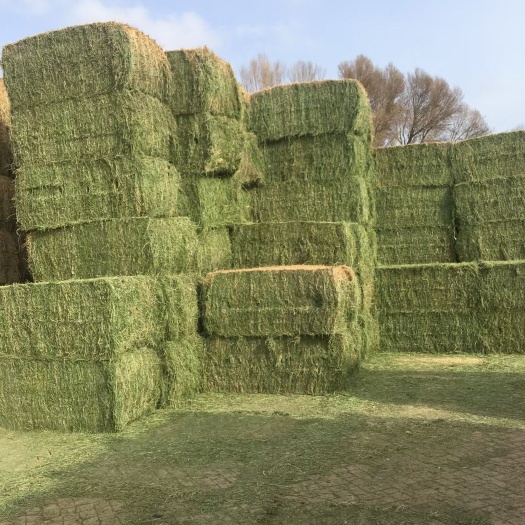 玉门市苜蓿草