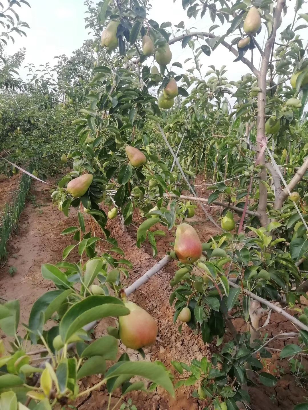 香蕉梨太婆梨预定