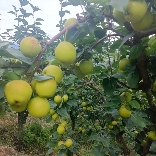 石屏县红梨早白蜜